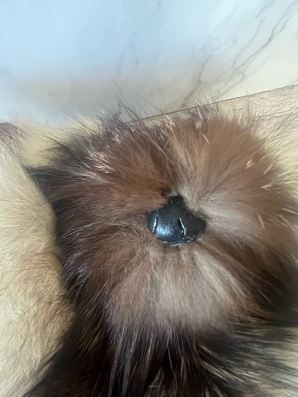 Real Fur Hand Made Teddy Bear Articulating Head & Paws - Picture 7 of 11